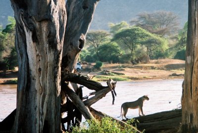 Lioness - Samburu