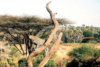 Leopard - Samburu