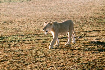 Lioness - Masai Mara