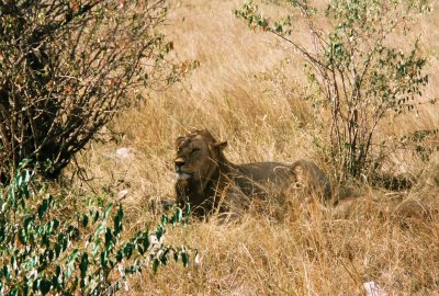 Male Lion - Masai Mara