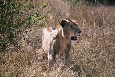 Male Lion - Masai Mara