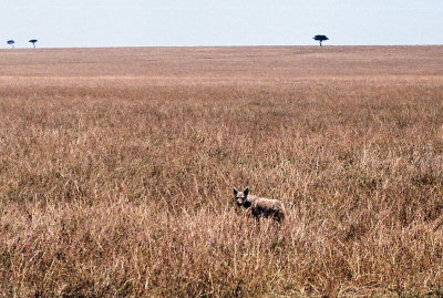 Jackal - Masai Mara