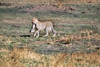 Cheetah - Masai Mara