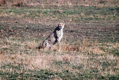 Cheetah - Masai Mara