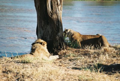 Lion Couple - Samburu