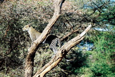 Leopard - Samburu