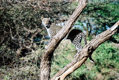 Leopard - Samburu
