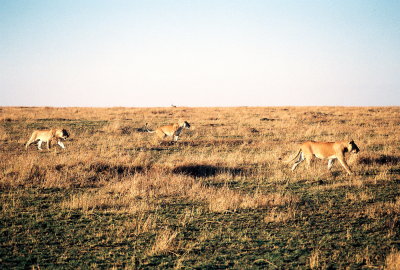 Lionesses - Masai Mara