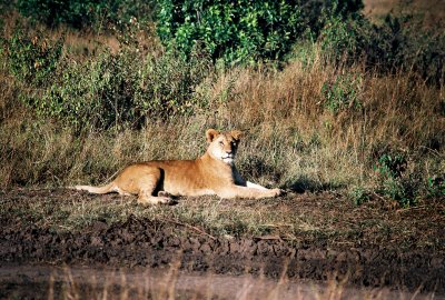 Lioness - Masai Mara