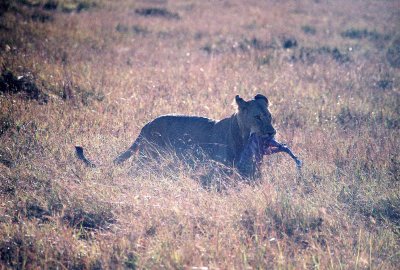Lioness With Gazelle Fetus - Masai Mara