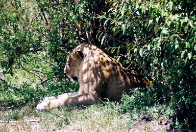 Lioness - Masai Mara