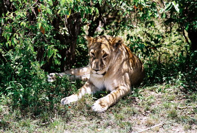 Lioness - Masai Mara