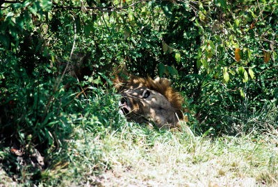 Male Lion Sleeping - Masai Mara