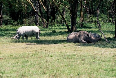 Rhinoceroses