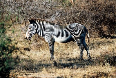 Zebras