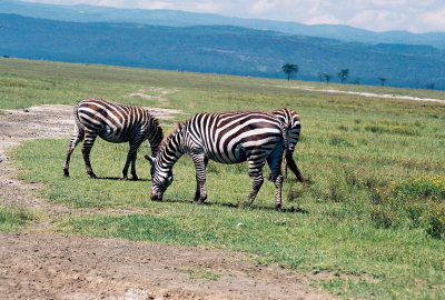 Plains Zebras - Nukuru