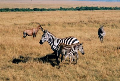 Plains Zebras - Masai Mara
