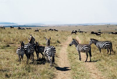 Plains Zebras - Masai Mara