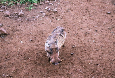 Warthog - Nairobi Safari Park