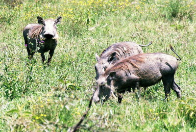 Warthogs - Nukuru