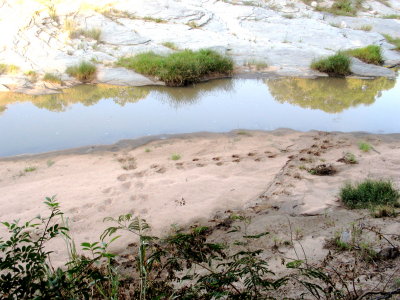 Hippo Tracks - Intrepids Camp