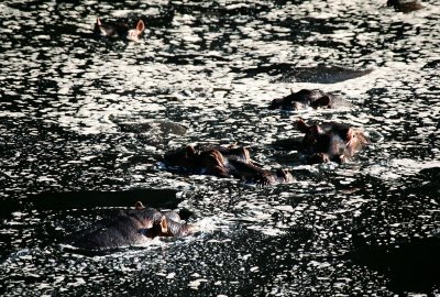 Hippos - Hippo Pool, Masai Mara