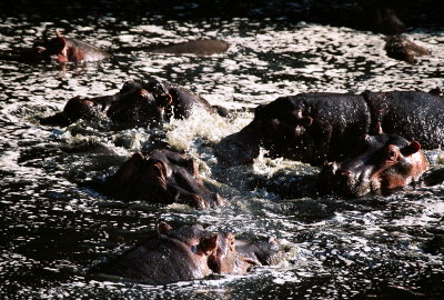 Hippos - Hippo Pool, Masai Mara