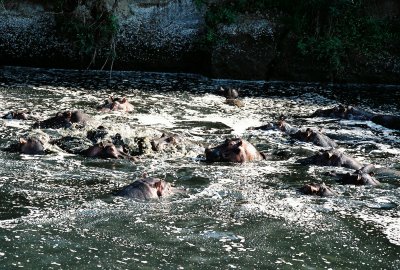 Hippos - Hippo Pool, Masai Mara