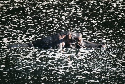Hippo - Hippo Pool
