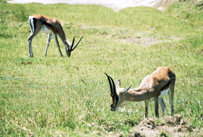 Thomson's Gazelles - Nukuru