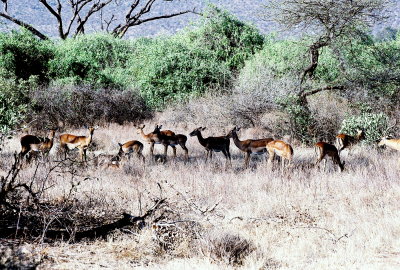 Impalas - Samburu