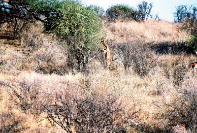 Gerenuk - Samburu