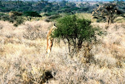 Gerenuk - Samburu