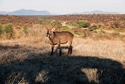 Waterbuck - Samburu