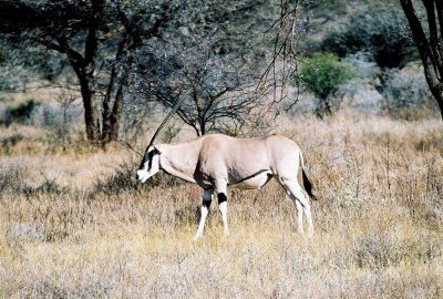 Oryx - Samburu