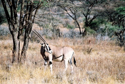 Oryx - Samburu