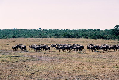 Masai Mara