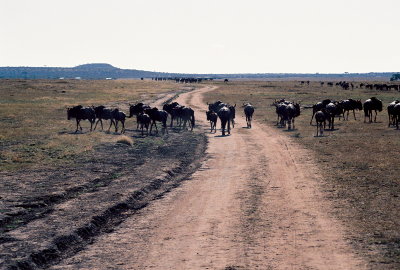 Masai Mara