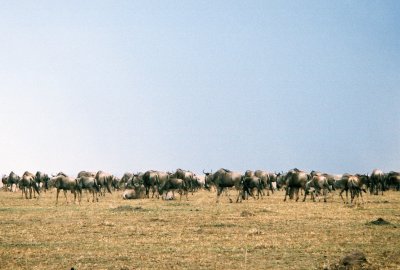 Masai Mara