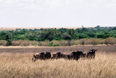 Masai Mara