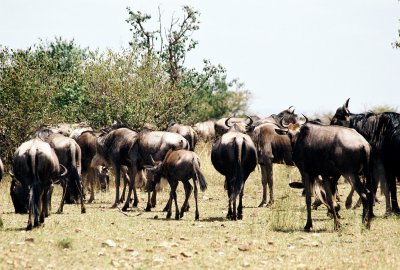 Masai Mara