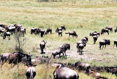 Masai Mara