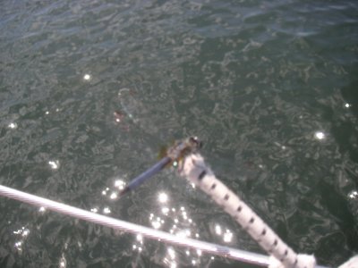 PICT3287.jpg
