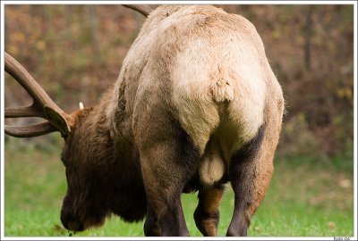 Elk Butt