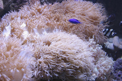 Corals_1.jpg