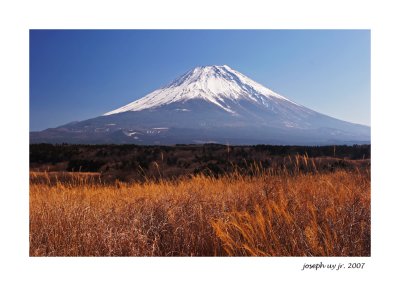 Golden Winter Fields