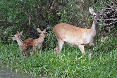 Deer Family-8982