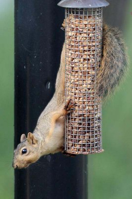 Squirrel-9815