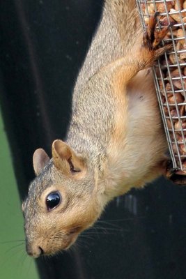 Squirrel-100% crop
