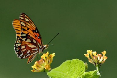 Butterfly-0119